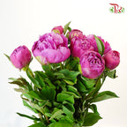 Peony Purple (8-10 stems) - Pudu Ria Florist Southern