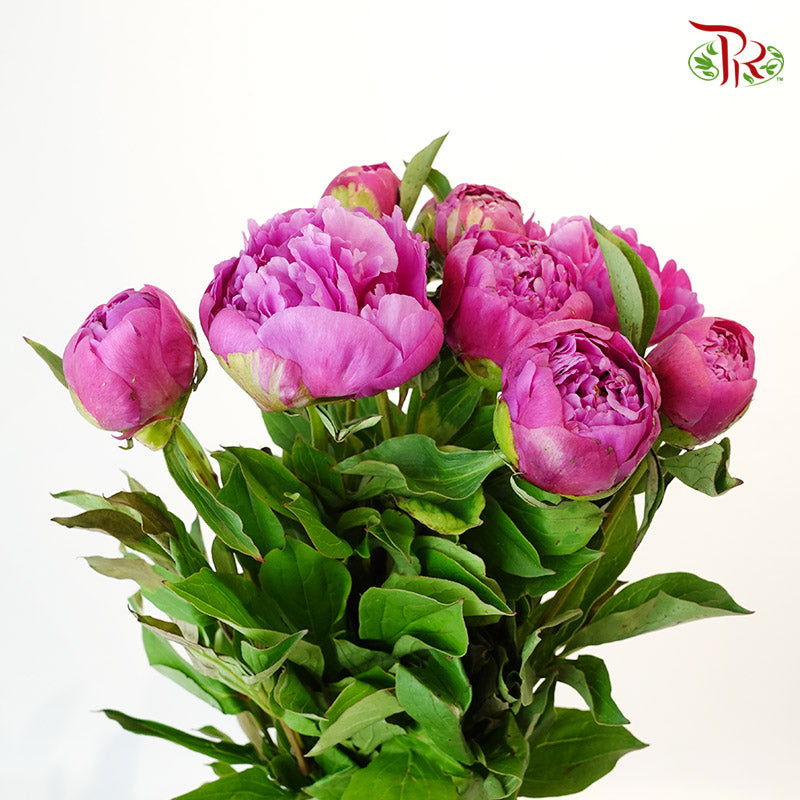 Peony Purple (8-10 stems) - Pudu Ria Florist Southern