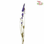 Dry Delphinium - Pudu Ria Florist Southern
