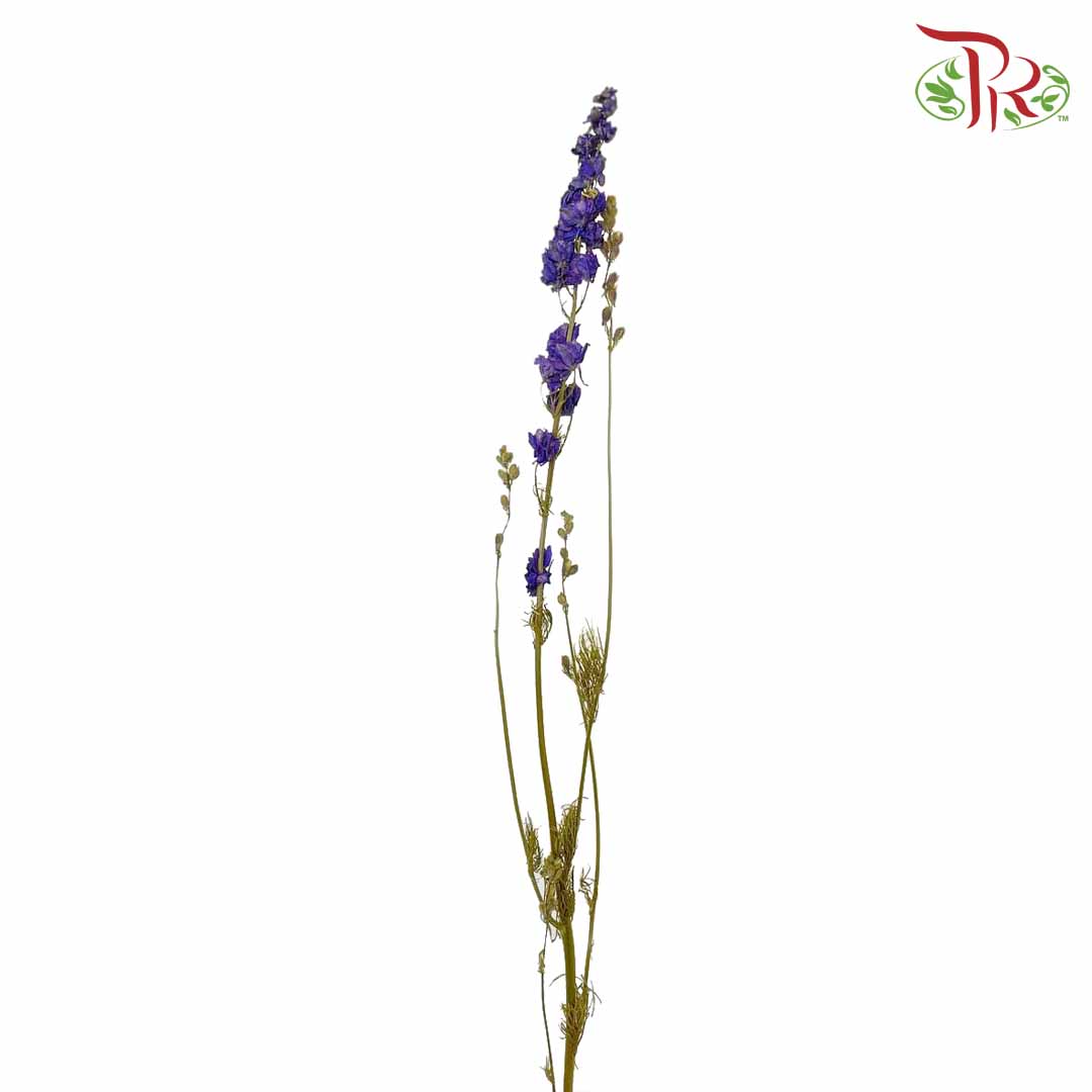 Dry Delphinium - Pudu Ria Florist Southern