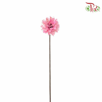 Dry Small Liju - Pink - Pudu Ria Florist Southern