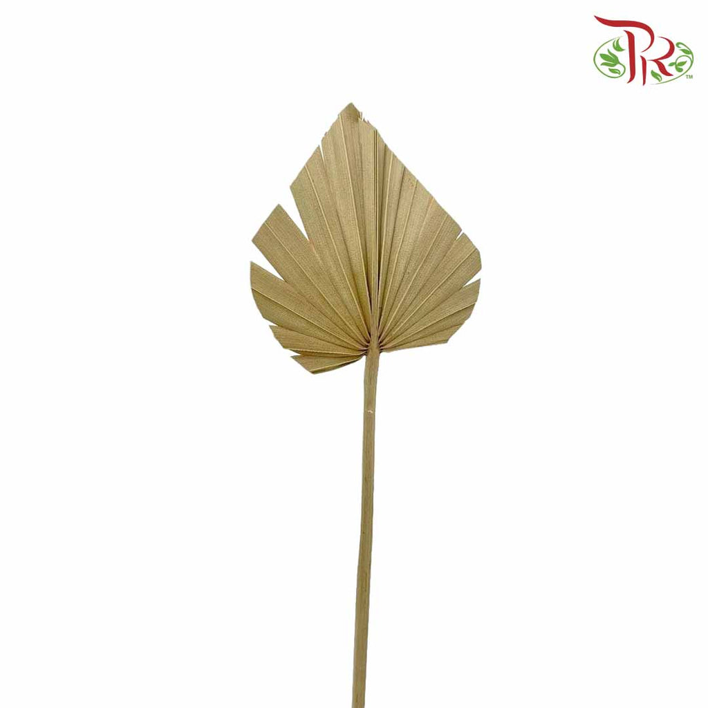 Dry Spear Palm (S) - Pudu Ria Florist Southern