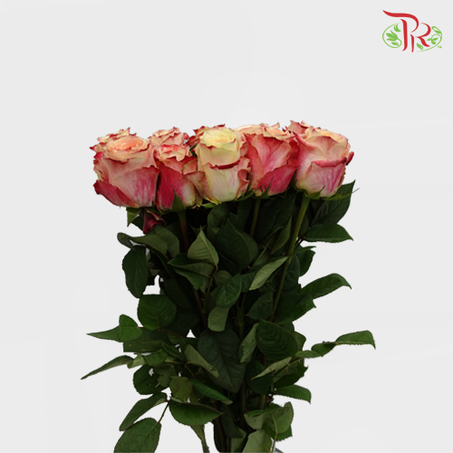 Rose Chapeau (8-10 Stems) - Pudu Ria Florist Southern