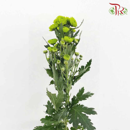 Chrysanthemum Pompom Button Green (10-12 Stems) - Pudu Ria Florist Southern