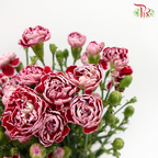 Carnation Spray Butterfly (18-20 Stems) - Pudu Ria Florist Southern