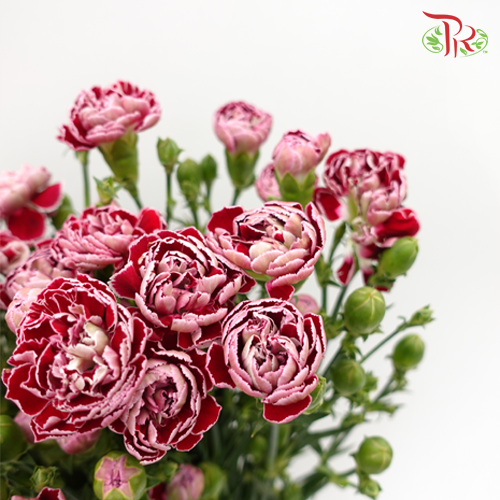 Carnation Spray Butterfly (18-20 Stems) - Pudu Ria Florist Southern