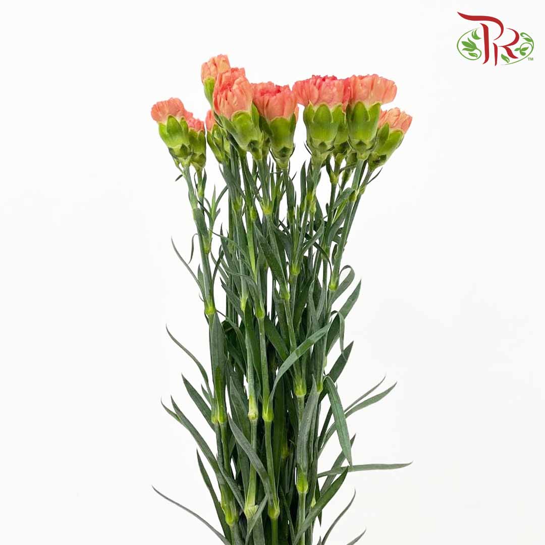 Carnation Orange (18-20 Stems) - Pudu Ria Florist Southern