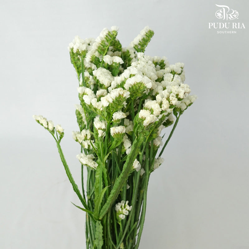 Statice White - Pudu Ria Florist Southern