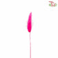 Dry Lagurus (Bunny Tails) - Cherry Pink