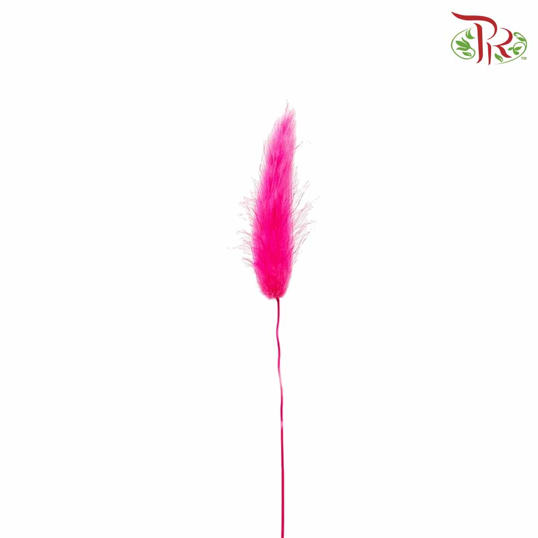 Dry Lagurus (Bunny Tails) - Cherry Pink