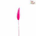 Dry Lagurus (Bunny Tails) - Cherry Pink - Pudu Ria Florist Southern