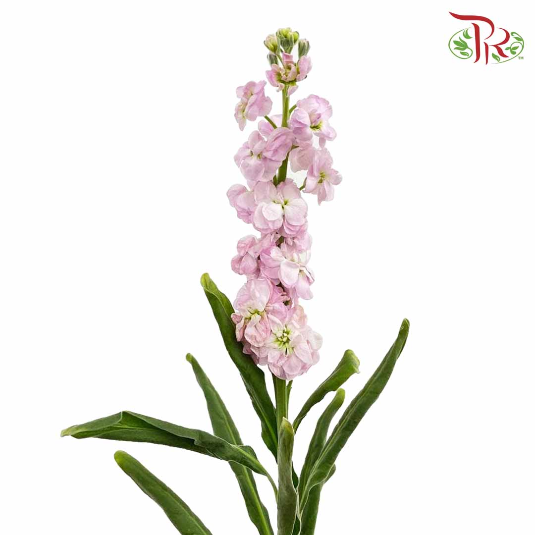 Matthiola Light Pink - (10 Stems) - Wholesale flowers delivery in JB ...