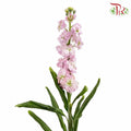 Matthiola Light Pink (Per Bundle) - Pudu Ria Florist Southern