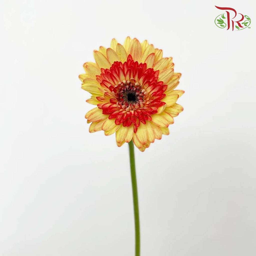 Gerbera Perfectly Satisfactory (8-10 Stems) - Pudu Ria Florist Southern
