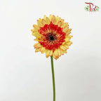 Gerbera Perfectly Satisfactory (8-10 Stems) - Pudu Ria Florist Southern