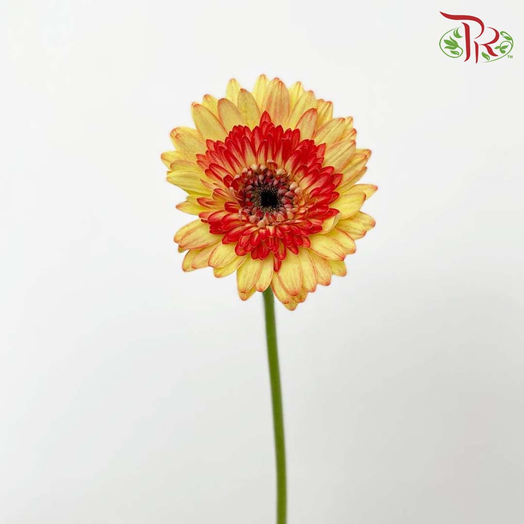 Gerbera Perfectly Satisfactory (8-10 Stems) - Pudu Ria Florist Southern