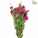Eustoma Maroon (12-15 Stems) - Pudu Ria Florist Southern