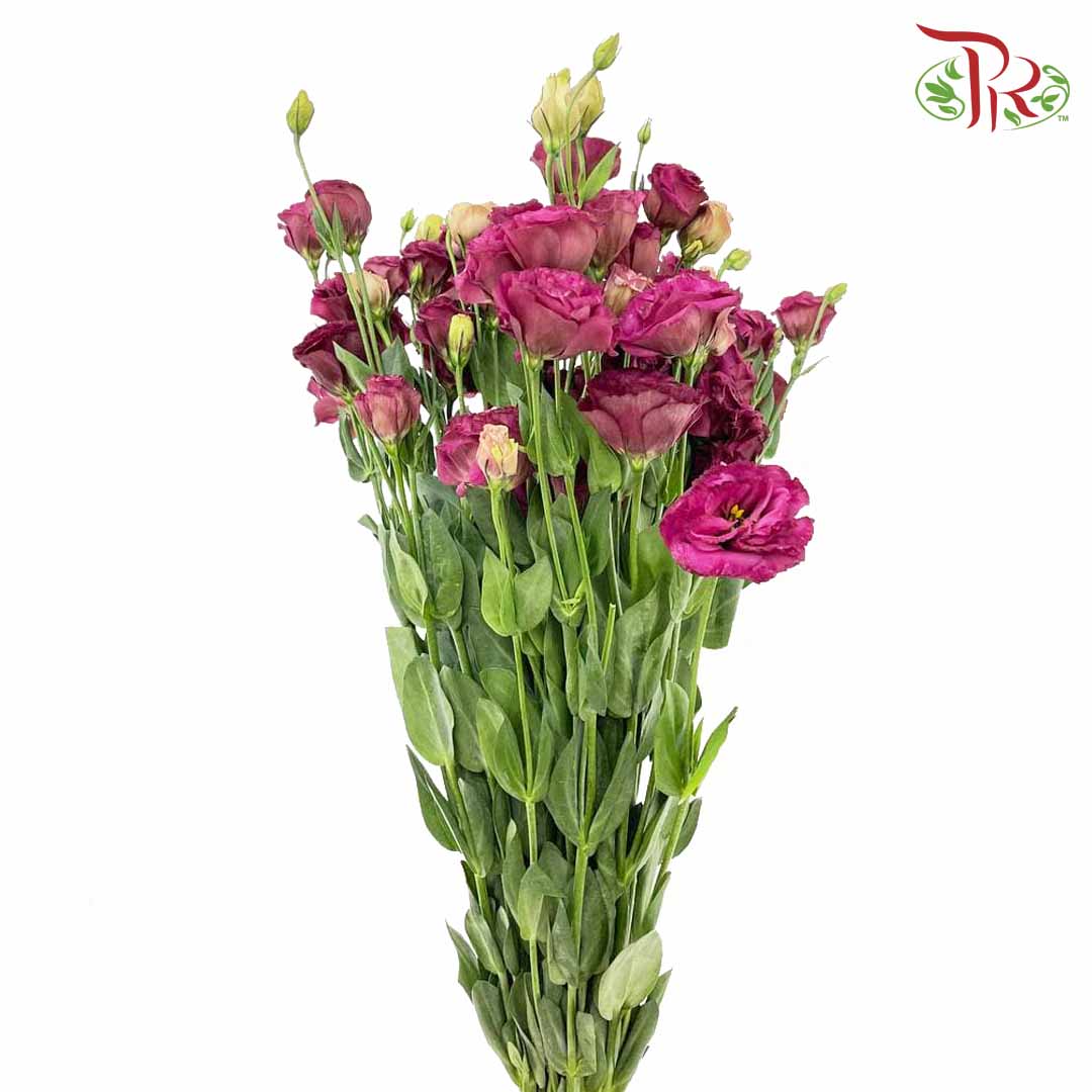 Eustoma Maroon (12-15 Stems) - Pudu Ria Florist Southern