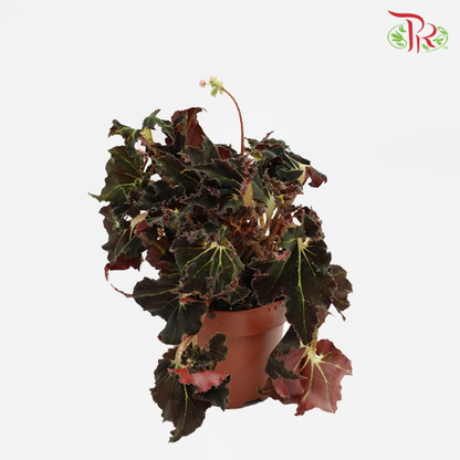 Begonia - Evy - Pudu Ria Florist Southern