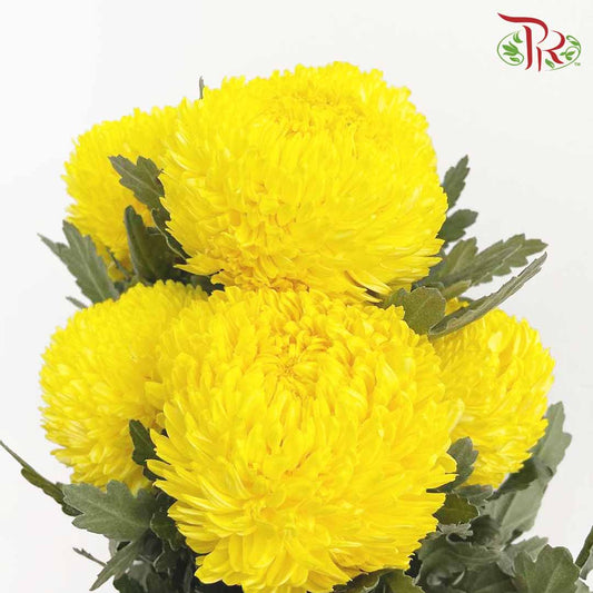 Taiwan Mum Chrysanthemum Yellow (6 Stems) - Pudu Ria Florist Southern