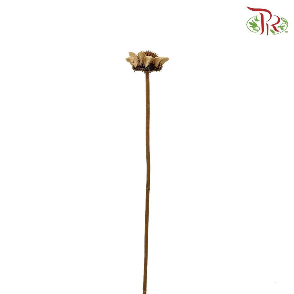 Dry Sun Chrysanthemum - Pudu Ria Florist Southern