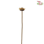 Dry Sun Chrysanthemum - Pudu Ria Florist Southern