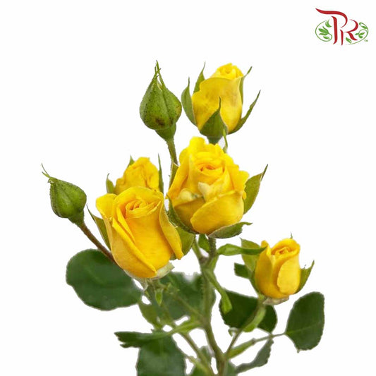 Rose Spray Yellow (8-10 Stems) - Pudu Ria Florist Southern