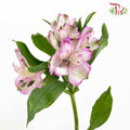 Alstroemeria Light Purple (9-10 Stems) - Pudu Ria Florist Southern