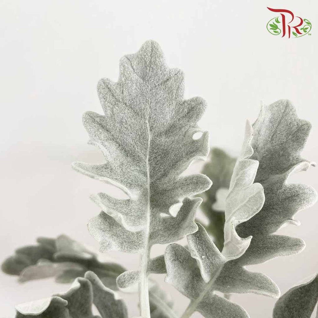 Dusty Miller - Pudu Ria Florist Southern