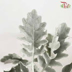 Dusty Miller - Pudu Ria Florist Southern