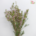 Wax Flower Light Pink - Pudu Ria Florist Southern