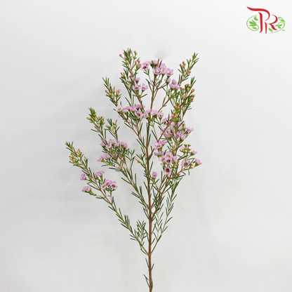 Wax Flower Light Pink - Pudu Ria Florist Southern