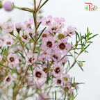 Wax Flower Light Pink - Pudu Ria Florist Southern