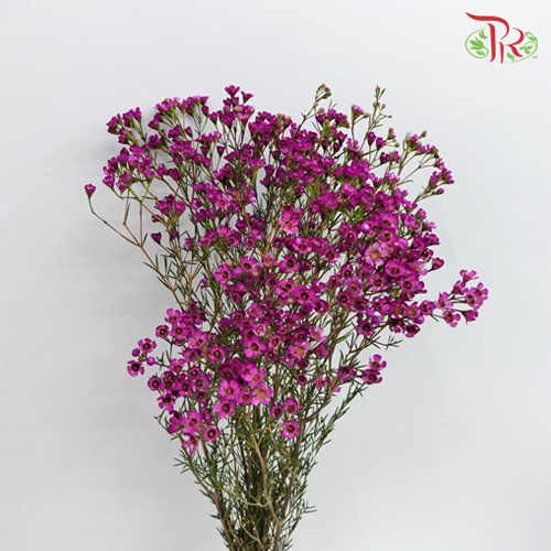 Wax Flower Purple - Pudu Ria Florist Southern