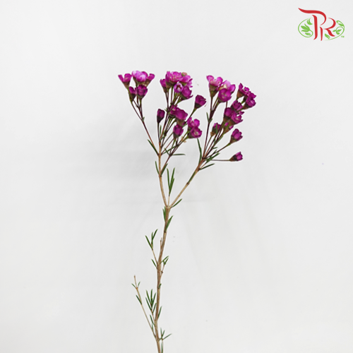 Wax Flower Purple - Pudu Ria Florist Southern