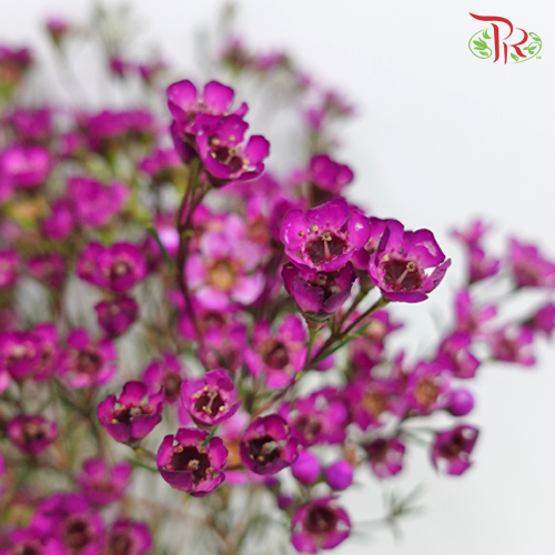 Wax Flower Purple - Pudu Ria Florist Southern