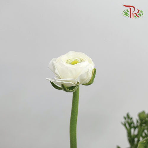 Ranunculus White (8 - 10 Stems) - Pudu Ria Florist Southern