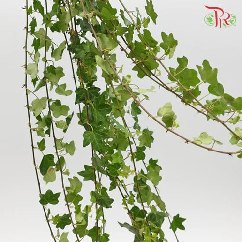 Ivy leaf - Pudu Ria Florist Southern