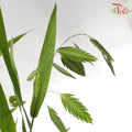 Chasmanthium Grass - Per Pack - Pudu Ria Florist Southern