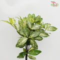Johor Leaf - Per Pack - Pudu Ria Florist Southern