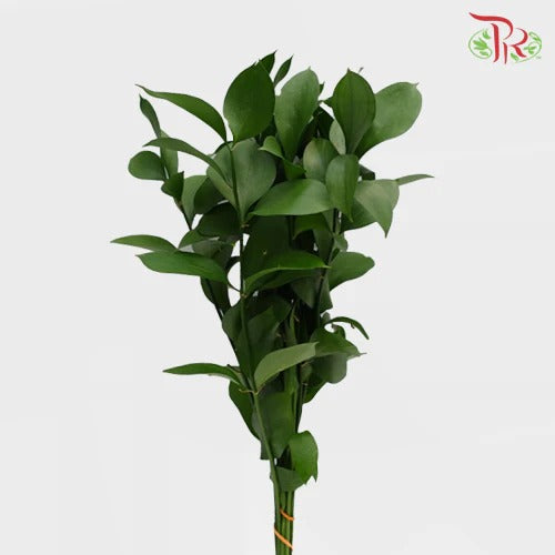 Ruscus (M) - Per Pack - Pudu Ria Florist Southern