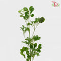 Tea Leaf Round / Sharp (Long) - Per Pack - Pudu Ria Florist Southern