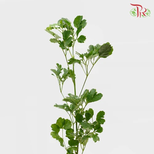 Tea Leaf Round / Sharp (Long) - Per Pack - Pudu Ria Florist Southern