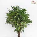 Pistacia - Per Bunch - Pudu Ria Florist Southern