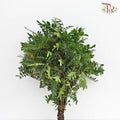 Pistacia - Per Bunch - Pudu Ria Florist Southern