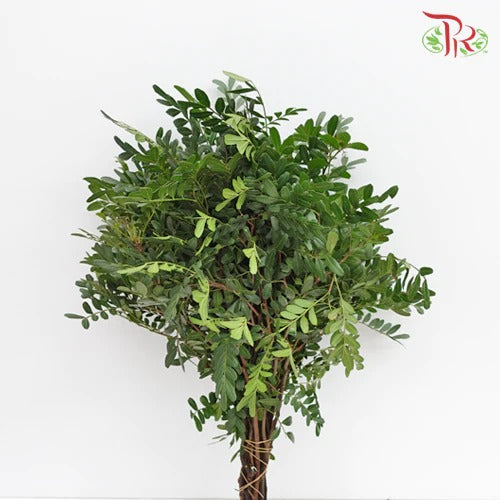 Pistacia - Per Bunch - Pudu Ria Florist Southern
