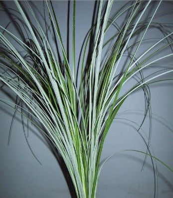 Beargrass - Per Bunch - Pudu Ria Florist Southern