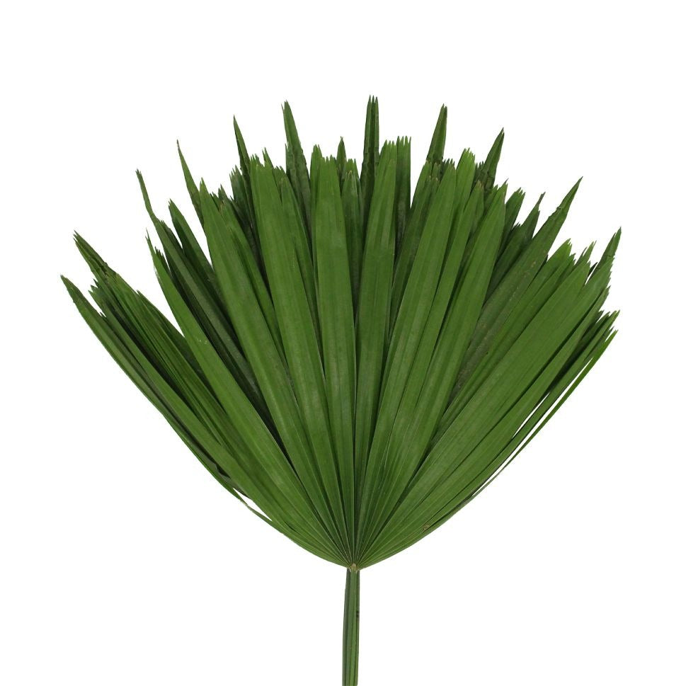 Five Finger Leaf (Rhapis) - 10 Stems - Pudu Ria Florist Southern