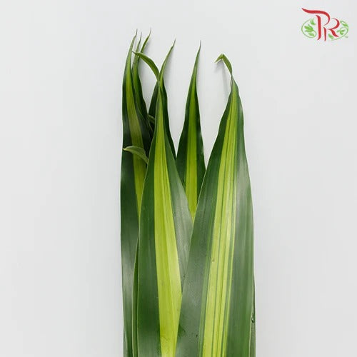 Iron Leaf (Massangeana) - Per Pack - Pudu Ria Florist Southern
