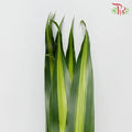 Iron Leaf (Massangeana) - Per Pack - Pudu Ria Florist Southern